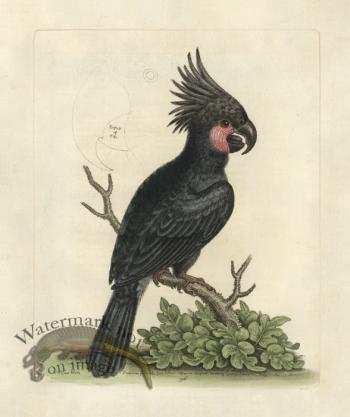 Edwards Parrot 36.jpg